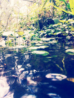 Finca La Guachapanda