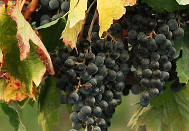 Cluster of Grapes