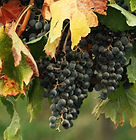 Cluster of Grapes