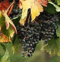 Cluster of Grapes