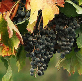 Racimo de uvas