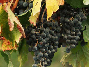 Runaway Cats and Chasing Wasps