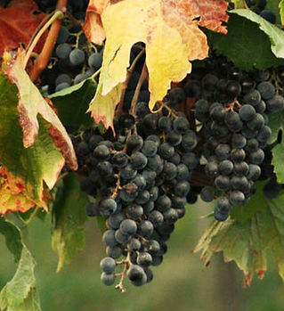 Grappe de raisin