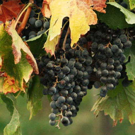 Reconnect to the Vine