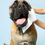 Thumbnail: DOG Wipes