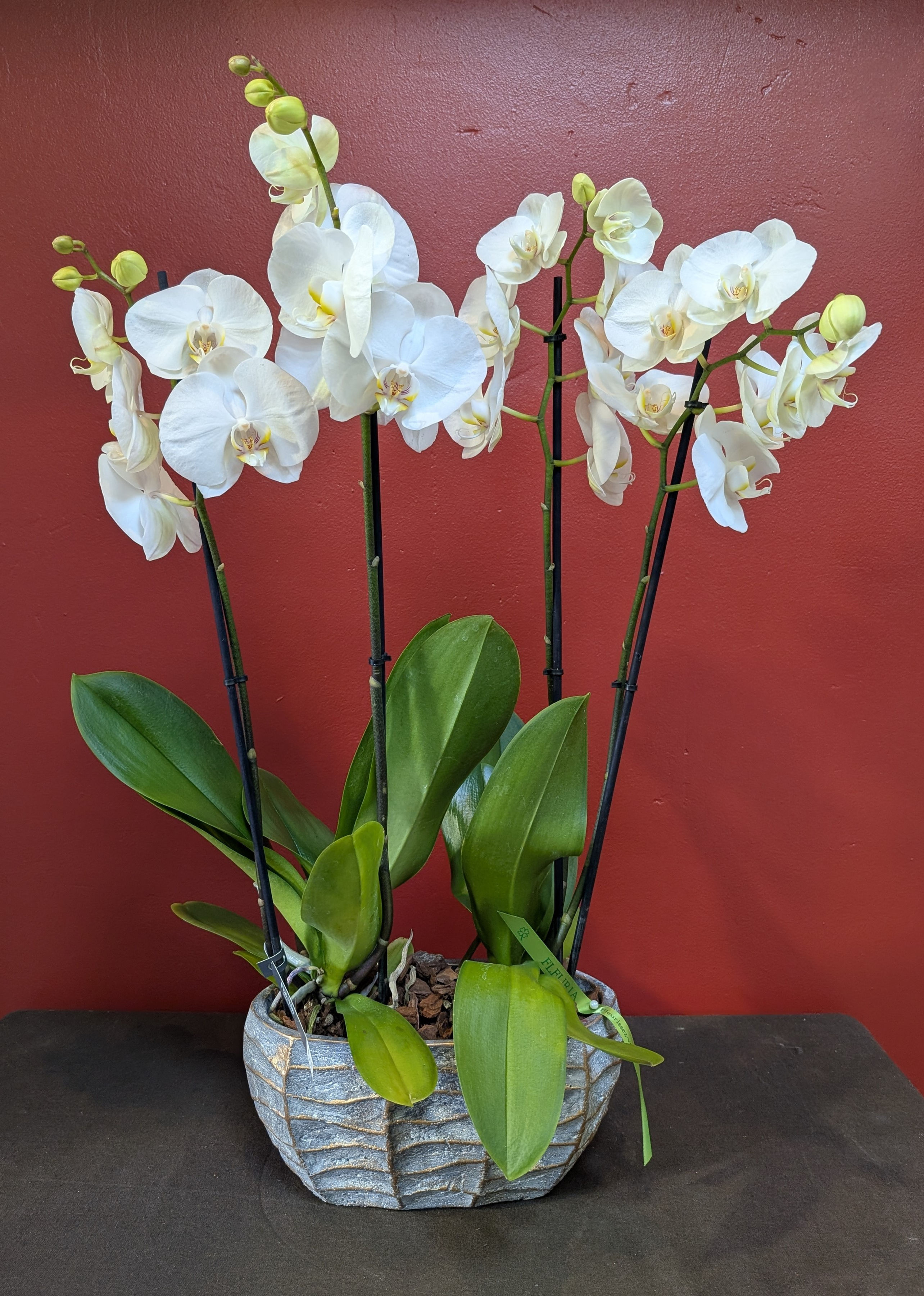 Coupe d'orchidée fleuriste Nice Est saint Roch Riquier Mont Boron Port