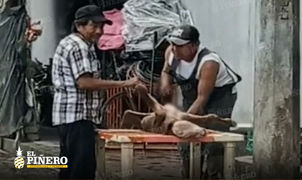 ¿TACOS DE PERRO? CAPTAN A PERSONAS ALIÑANDO A PERRITOS
