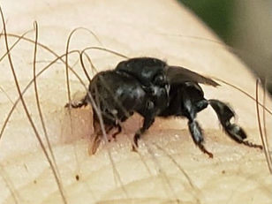 ECAFFS: ¿CONOCES A LA ABEJA NOPA?