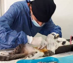 ANUNCIA JSN3 CAMPAÑA DE ESTERILIZACIÓN EN TUXTEPEC
