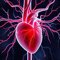 heart veins with good blood circulation.