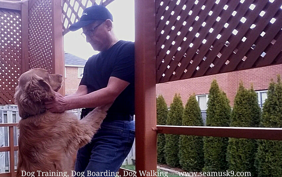 Seamus K9 Services Inc.jpg