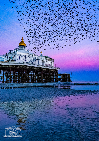 Eastbourne Pier Starling Murmuration, Award Winning, Dancing In The Dusk UKYLPOTY 2023