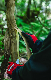 山葡萄樹皮　1.5キロ material | Yama-Biko