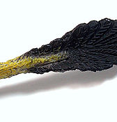Utahraptor ostrommaysorum