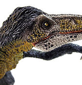 Utahraptor ostrommaysorum