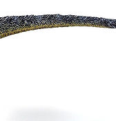 Utahraptor ostrommaysorum