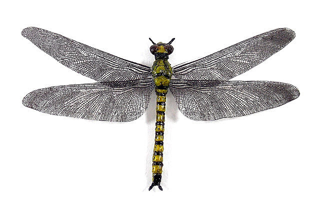 Compsognathus longipes