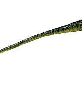 Compsognathus longipes