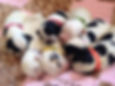 Puppy Identification Collars