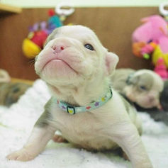 puppy whelping id collars for your whelping kit, litter identification bands for easy puppy litter identification, perfect for dog breeders