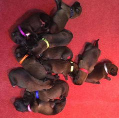 puppy whelping id collars for your whelping kit, litter identification bands for easy puppy litter identification, perfect for dog breeders