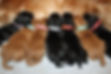 puppy whelping id collars