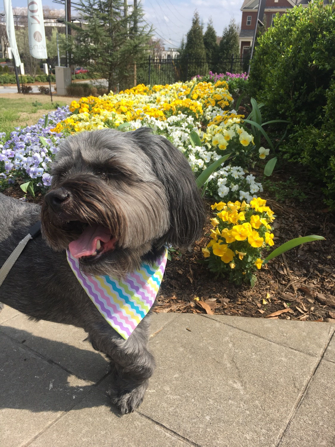 Pastel Squiggles Dog Bandana or Bow Tie