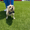Thumbnail: Pirates Dog Bandana or Bow Tie