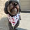 Thumbnail: Patriotic Gnomes Dog Bandana or Bow Tie