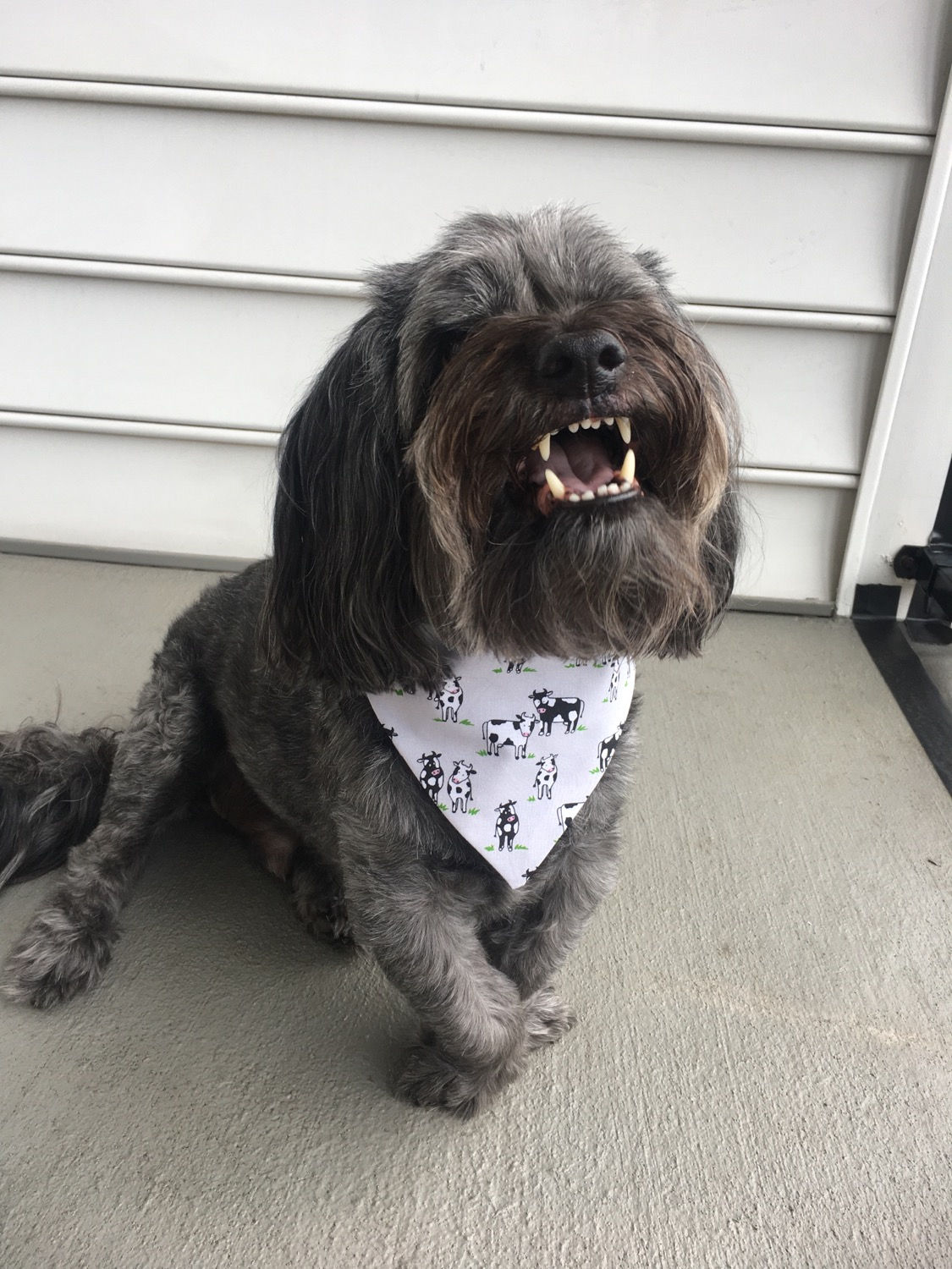 Cows Dog Bandana or Bow Tie