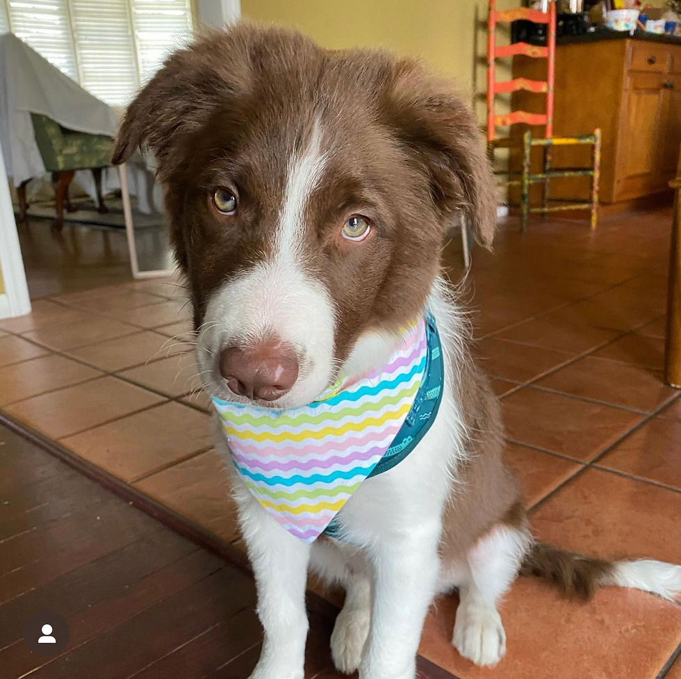 Thumbnail: Pastel Squiggles Dog Bandana or Bow Tie