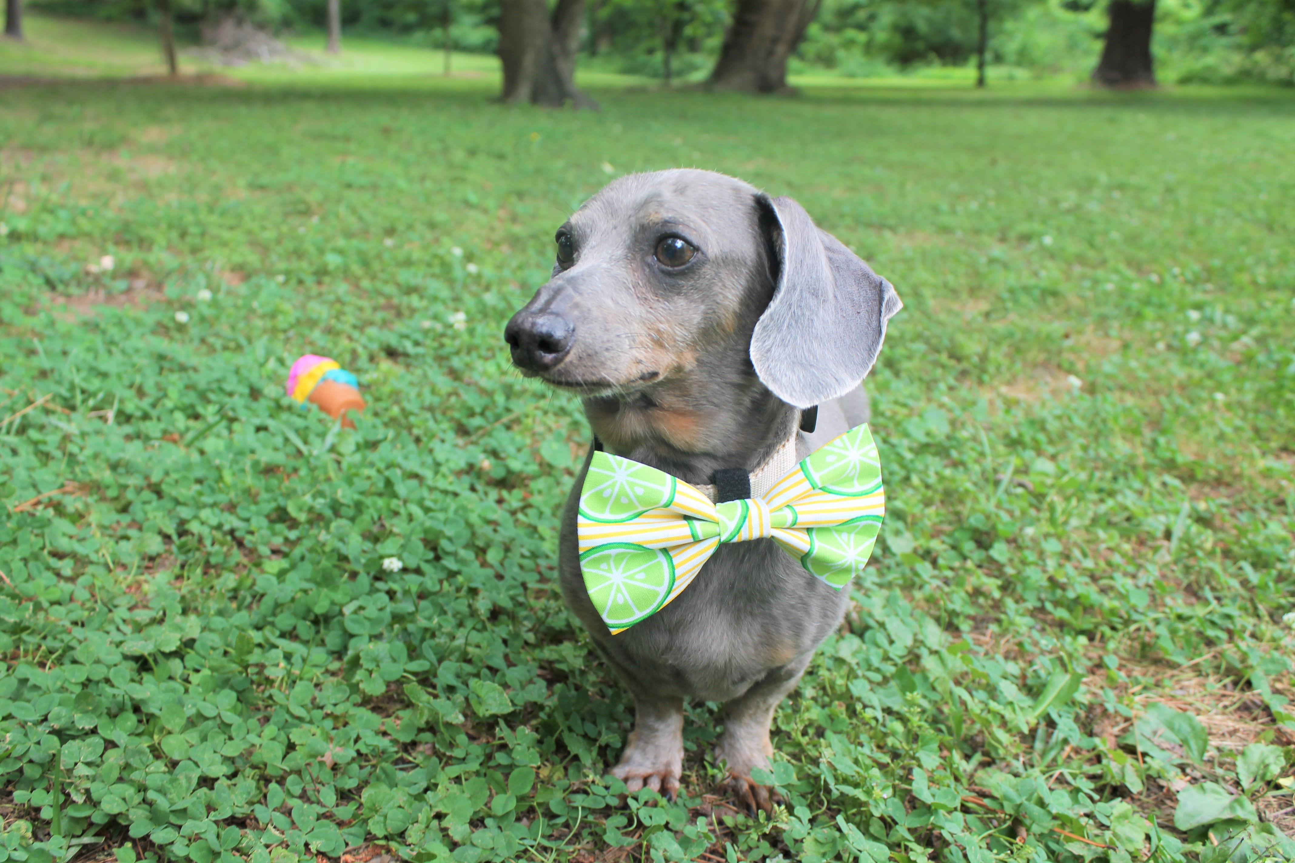 Limes Dog Bandana or Bow Tie