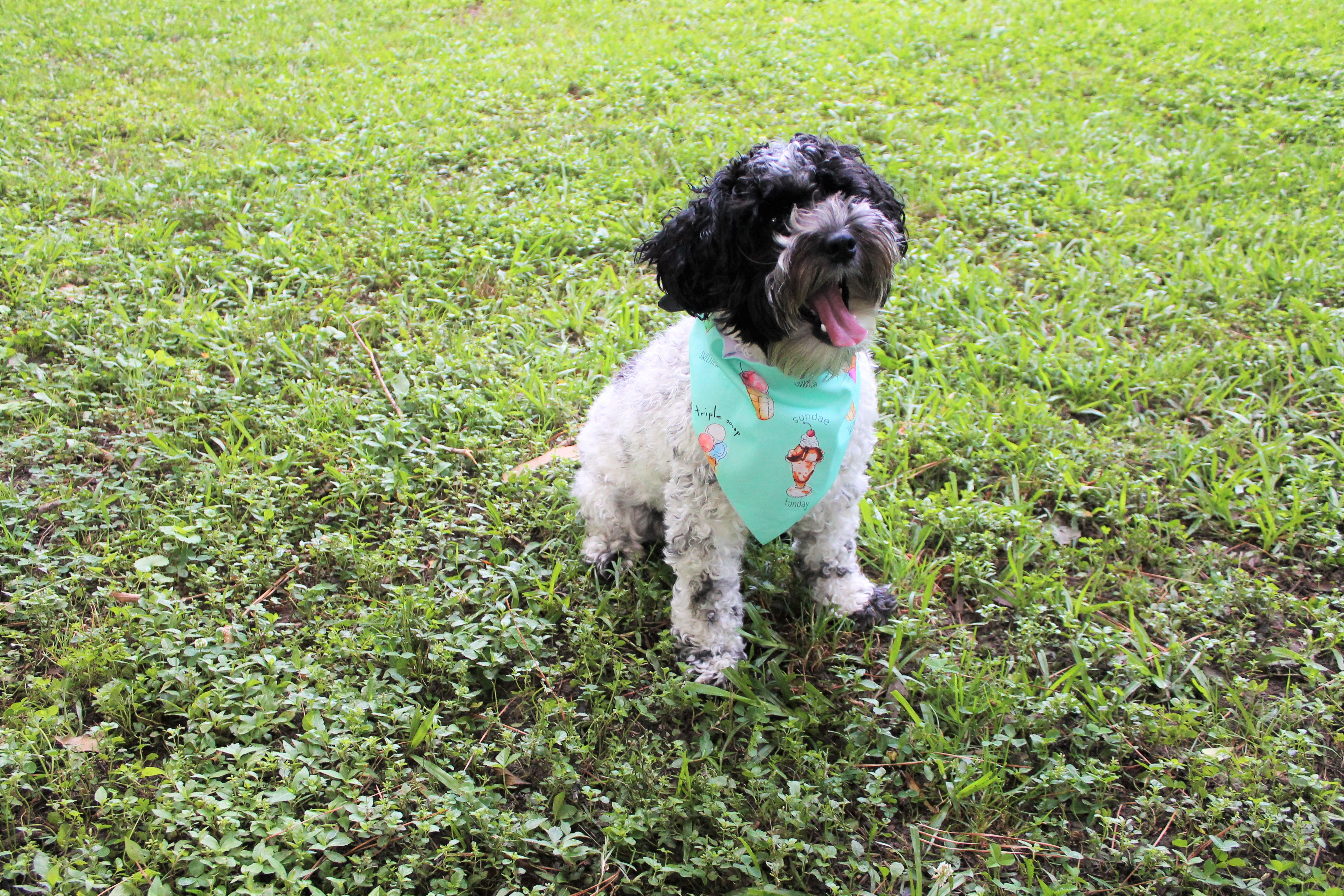 Ice Cream Dog Bandana
