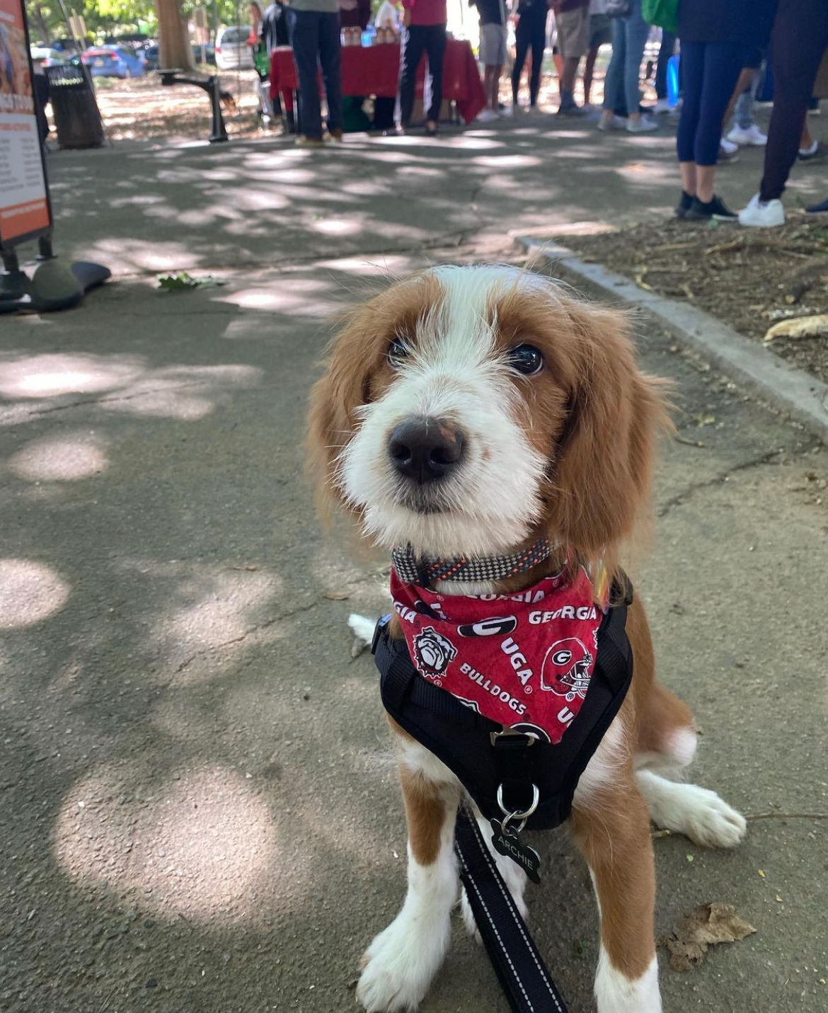 UGA State Dog Bandana or Bow Tie