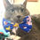 Thumbnail: Pokemon Dog Bandana or Bow Tie