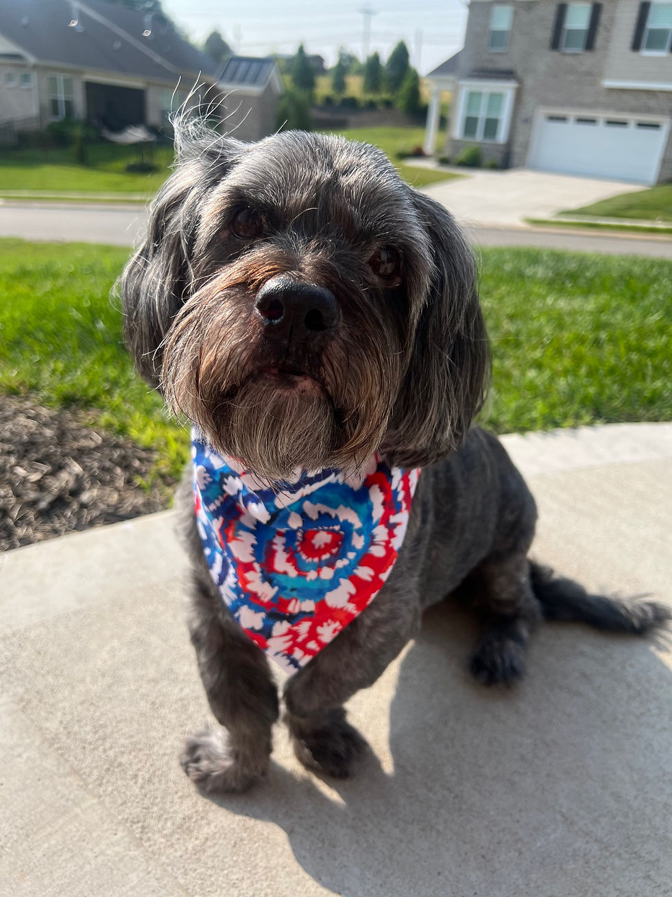 Red White Blue Tie Dye Dog Bandana or Bow Tie
