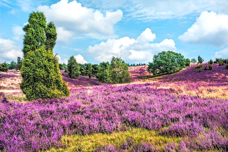 Overloonse Heide_edited.jpg