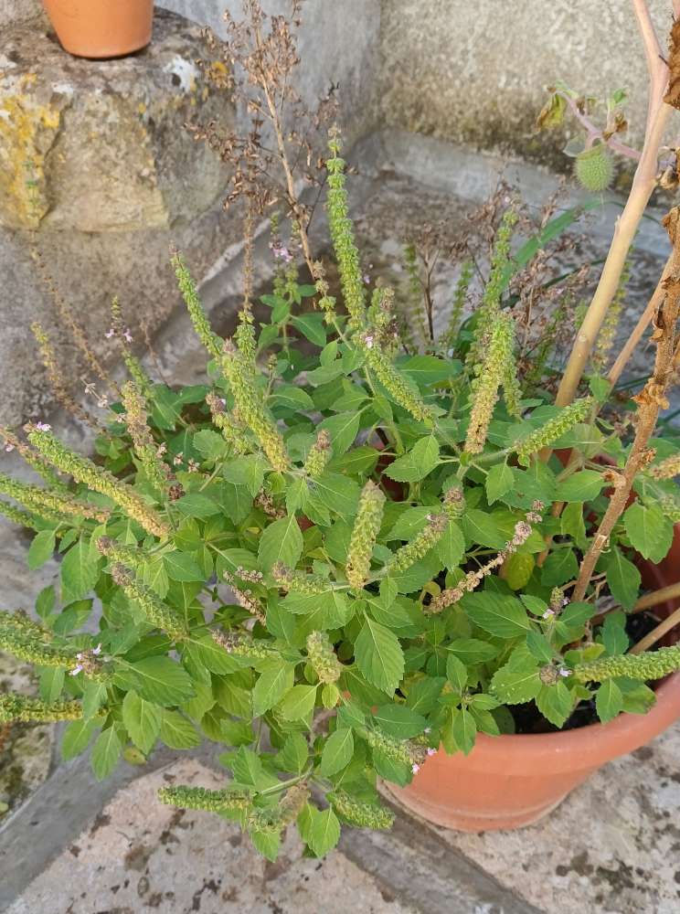 Il tulsi sul terrazzo