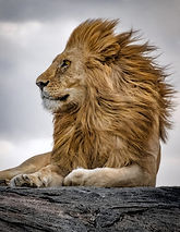 The Lion King.jpeg