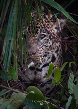 Portrait of Jaguar