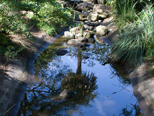 refection of a palm tree in a creek