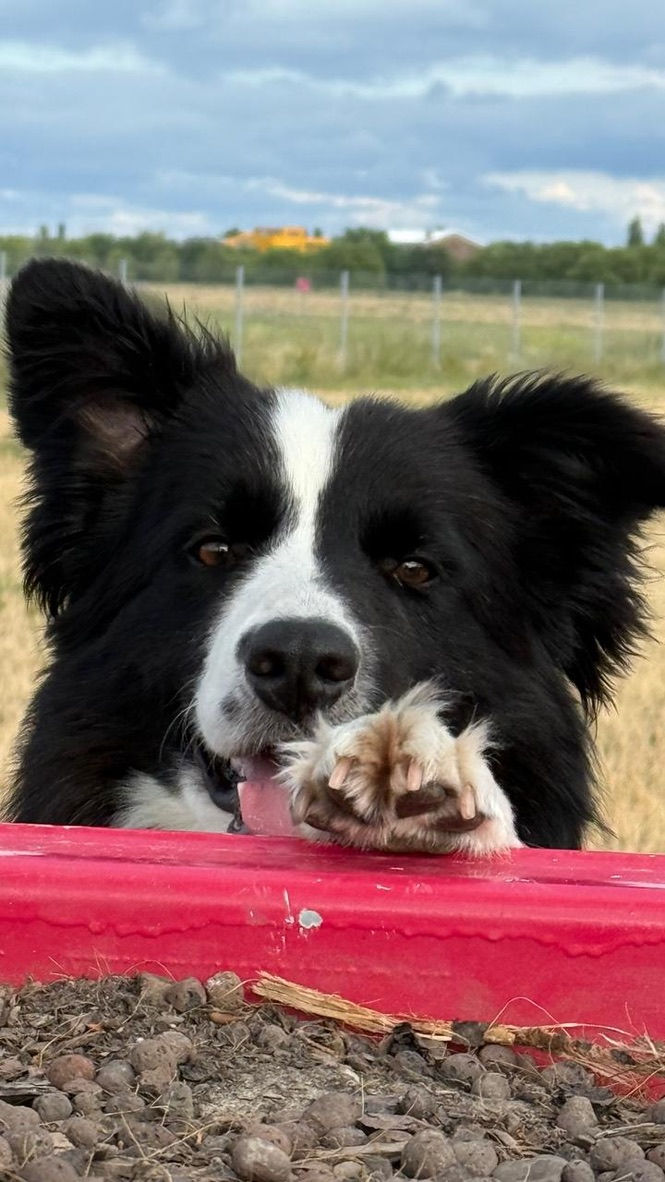 CLARK - PIT 2026 DESK CALENDAR COVER BOY 