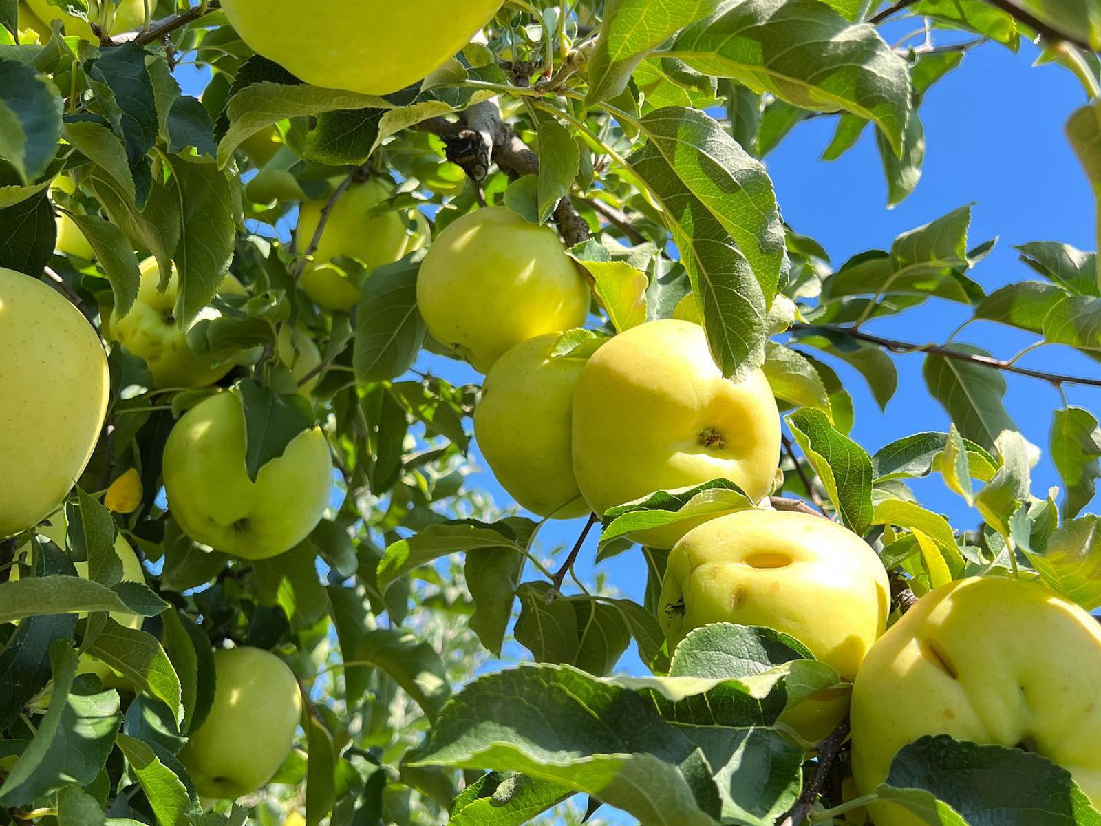 Tangerini's Spring Street Farm