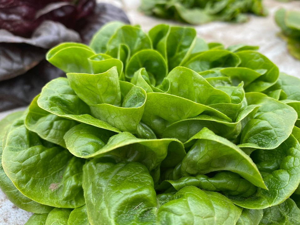 Tangerini's Farm Millis, MA