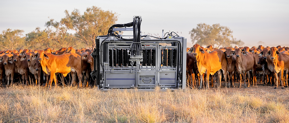 Silencer Cattle Crush Amongs cattle