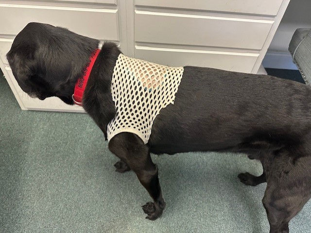 Thumbnail: VetSleeve 2"x10" Vented Sleeve