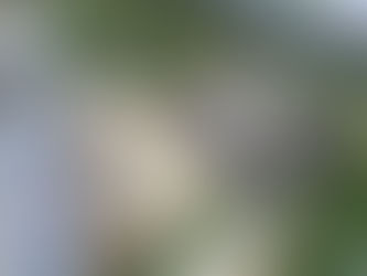 When Your Build Hits a Legal Stalemate: Navigating Construction Compliance in Wellington