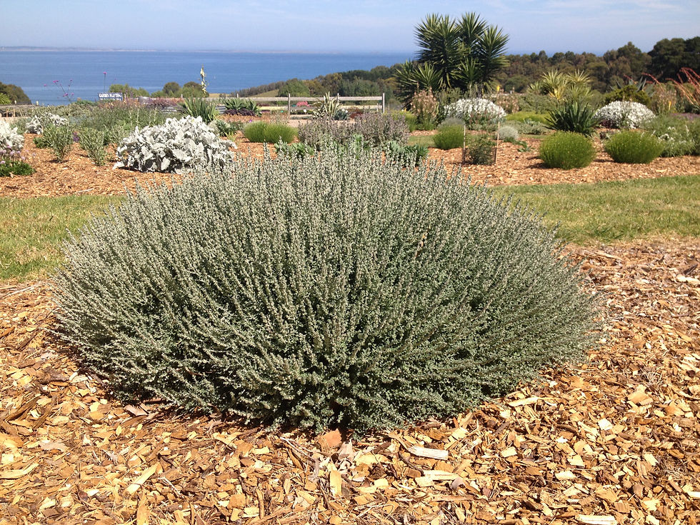 Thumbnail: Teucrium marum