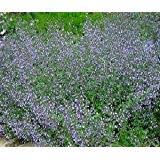 Calamintha nepeta