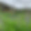 Thumbnail: Baptisia australia